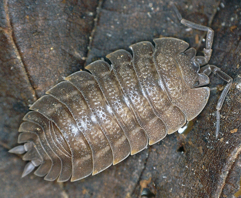 isopods and springtails for sale