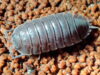 aquatic isopods