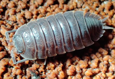 aquatic isopods