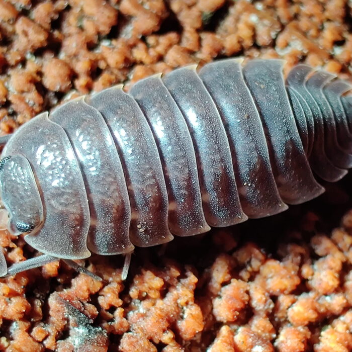 aquatic isopods